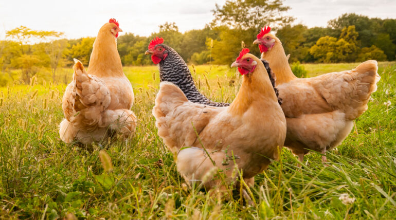 GALLINE OVAIOLE ALLEVATE A TERRA