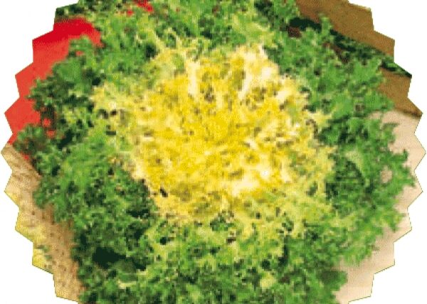 TRAPIANTI DEL MESE DI "SETTEMBRE"