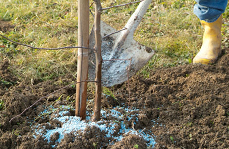 concime sulle piante