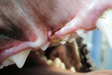 FORASACCO NELLA BOCCA