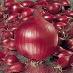 CIPOLLA RED BARON GR.500