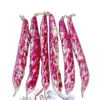 FAGIOLO BORLOTTO RAMPICANTE RUBEUS g 250