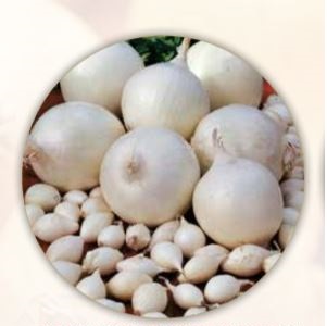 CIPOLLINE BIANCHE SNOWBALL 14/21 GR.500