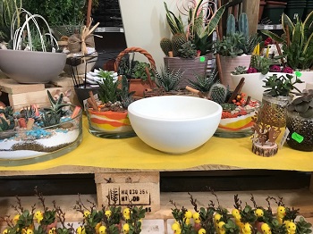 CIOTOLA LUNARE CM.26 H 11,5 VANIGLIA MATT