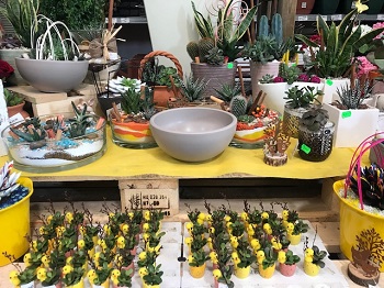 CIOTOLA LUNARE CM. 26 H 11,5 SABBIA MATT