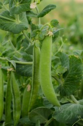 PISELLO MEZZARAMA LAKESHORE GR.100