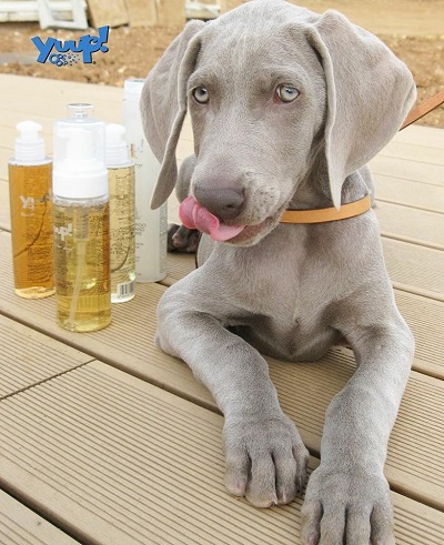 SHAMPOO CUCCIOLI/PELLI SENSIBILI 250 ML YUUP!