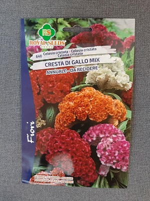 BUSTA FIORI CELOSIA CRISTATA CRESTA DI GALLO MIX RS