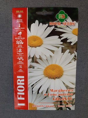 BUSTA FIORI MARGHERITA  GIGANTE RS