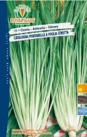 BUSTA ORTO CICORIA CATALOGNA PUNTARELE A FOGLIA STRETTA RS