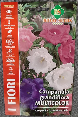 BUSTA FIORI CAMPANULA GRANDIFLORA MULTICOLOR RS