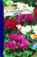 BUSTA FIORI CICLAMINO PARADE MIX