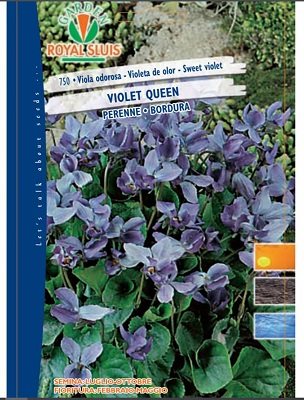 BUSTA FIORI VIOLA ODOROSA VIOLET QUEEN RS
