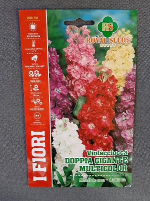 BUSTA FIORI VIOLACIOCCA GIGANTE DI NIZZA MIX RS