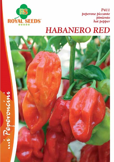 BUSTA MAXI SPEC.PEPERONCINO PICCANTE HABANERO RED RS