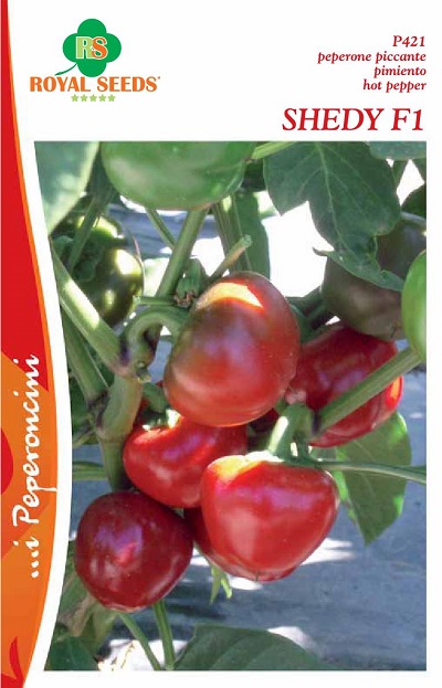 BUSTA MAXI SPEC. PEPERONCINO PICCANTE SHEDY F1 RS