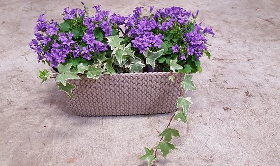 CASSETTA SPLOFY cm 30X16  H 10 cm COLOR  BIANCO