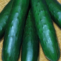 BUSTA CETRIOLO SRX 1220 HOLLY F1 ROYAL SEEDS