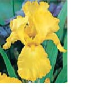BULBO IRIS GERMANICA YELLOW I