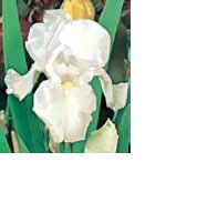 BULBO IRIS GERMANICA BIANCO