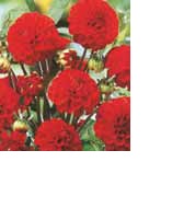 BULBO DALHIA GALLERY SINGER altezza cm 50