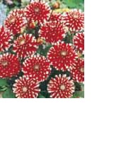 BULBO DAHLIA LITTLE TIGER I altezza cm 50