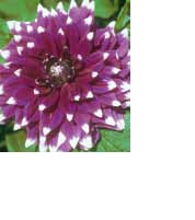 BULBO DALIA DECORATIVA LOUIS WALCHER 100 CM