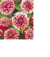 BULBO DALIA DECORATIVA REXONA CM 100