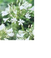 BULBO AGAPANTHUS ALBA I