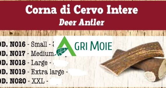 CORNA DI CERVO INTERO L