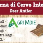 CORNA DI CERVO INTERO XL