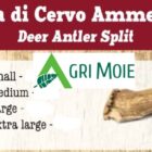CORNA DI CERVO AMMEZZATO L