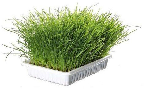 ERBA GATTO FERRIBIELLA