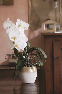 CASPO ALICE CM 19 H 16,5 ORO-BIANCO