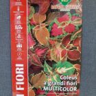 BUSTA FIORI MAXI COLEUS MULTICOLOR