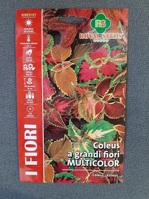 BUSTA FIORI MAXI COLEUS MULTICOLOR