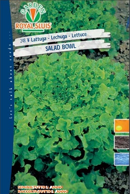 BUSTA ORTO MAXI LATTUGA SALAD BOWL R.S.