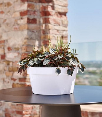 CIOTOLA MITU CM 25 SENZA FORI BIANCA