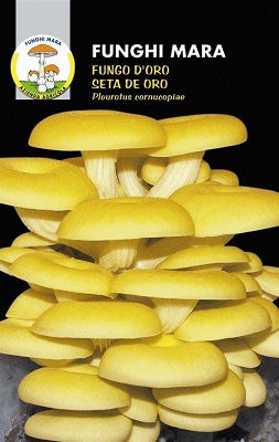 BUSTA SECCO FUNGO D'ORO GR 100