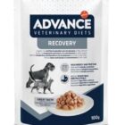 DOG BUSTA RECOVERY GR 100 ADVANCE