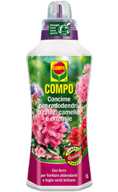 AZALEE RODOD. CAMELIE ML.500 COMPO