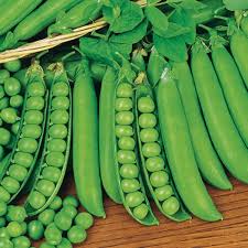 PISELLO NANO PROGRESS 9 GR.250