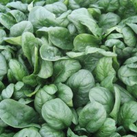 SPINACIO SRX 1470 F1 MUSKA 100 GR RS